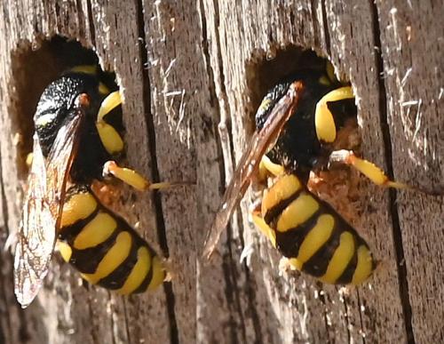 Lestica clypeata